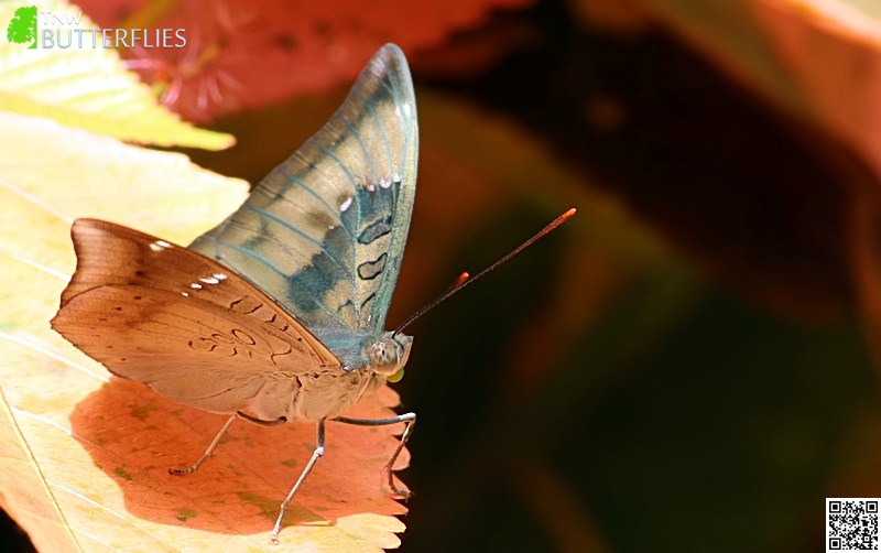 Malayalam Butterfly Names